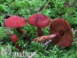 Attēlu rezultāti vaicājumam “Cortinarius sanguineus”