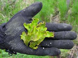 Attēlu rezultāti vaicājumam “Peltigera extenuata”