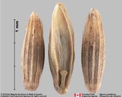 Attēlu rezultāti vaicājumam “Glyceria maxima fruit”
