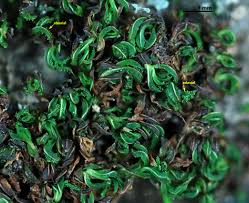 Attēlu rezultāti vaicājumam “Syntrichia”