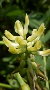 Attēlu rezultāti vaicājumam “Astragalus glycyphyllos flower”