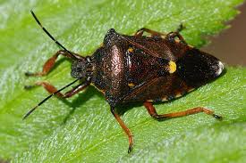 Attēlu rezultāti vaicājumam “Pinthaeus sanguinipes imago”