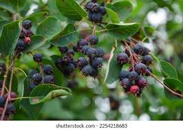 Attēlu rezultāti vaicājumam “Amelanchier spicata fruit”