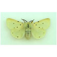 Attēlu rezultāti vaicājumam “Charanyca trigrammica”