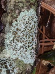 Attēlu rezultāti vaicājumam “Physcia aipolia”