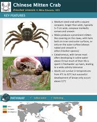 Image result for Eriocheir sinensis