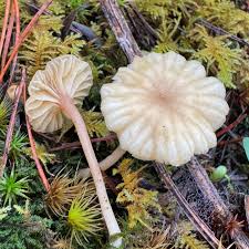 Attēlu rezultāti vaicājumam “Lichenomphalia umbellifera”