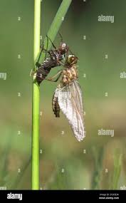 Attēlu rezultāti vaicājumam “Leucorrhinia pectoralis”