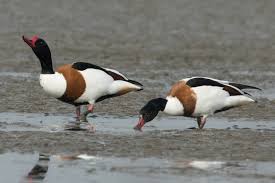 Attēlu rezultāti vaicājumam “Tadorna tadorna male”