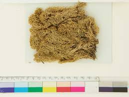 Attēlu rezultāti vaicājumam “Sphagnum balticum”