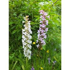 Attēlu rezultāti vaicājumam “Gymnadenia conopsea bud”