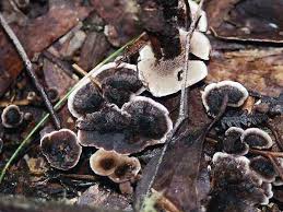 Attēlu rezultāti vaicājumam “Phellodon niger”