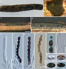 Attēlu rezultāti vaicājumam “Biscogniauxia marginata”