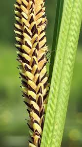 Attēlu rezultāti vaicājumam “Carex acuta”