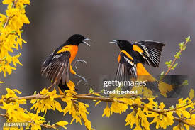 Image result for Icterus galbula