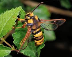 Attēlu rezultāti vaicājumam “Sesia apiformis”