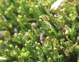 Attēlu rezultāti vaicājumam “Barbilophozia attenuata”