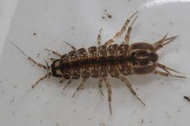 Attēlu rezultāti vaicājumam “Asellus aquaticus”