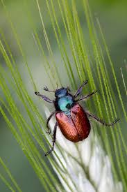 Attēlu rezultāti vaicājumam “Phyllopertha horticola imago”
