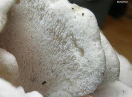 Attēlu rezultāti vaicājumam “Grifola frondosa”