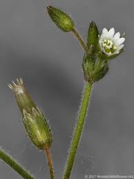 Attēlu rezultāti vaicājumam “Cerastium holosteoides fruit”