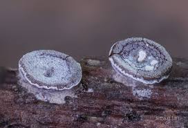 Attēlu rezultāti vaicājumam “Craterium leucocephalum var. scyphoides stalked”