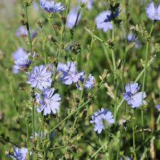 Image result for Chicorée