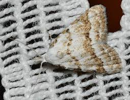 Attēlu rezultāti vaicājumam “Nola aerugula”