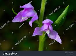 Attēlu rezultāti vaicājumam “Cephalanthera rubra”
