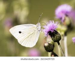 Attēlu rezultāti vaicājumam “Pieris rapae female”
