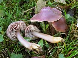 Attēlu rezultāti vaicājumam “Gloeocapsa rupestris”