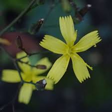 Attēlu rezultāti vaicājumam “Mycelis muralis flower”