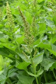 Attēlu rezultāti vaicājumam “Chenopodium bonus-henricus leaf”