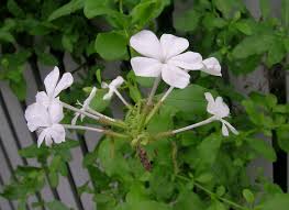 Attēlu rezultāti vaicājumam “Plumbaginaceae”