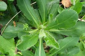 Attēlu rezultāti vaicājumam “Pilosella officinarum leaf”