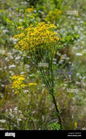 Attēlu rezultāti vaicājumam “Senecio vernalis leaf”