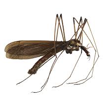 Attēlu rezultāti vaicājumam “Tipulidae”