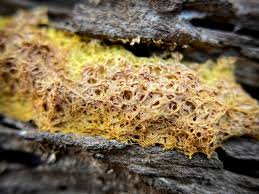 Attēlu rezultāti vaicājumam “Badhamia affinis var. microspora macro”