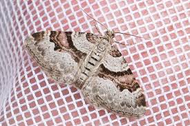 Attēlu rezultāti vaicājumam “Xanthorhoe designata”