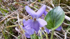 Attēlu rezultāti vaicājumam “Viola hirta flower”