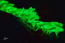 Attēlu rezultāti vaicājumam “Ascotremella faginea”