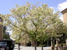 Attēlu rezultāti vaicājumam “Acer negundo”