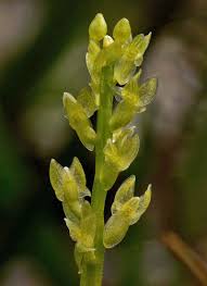 Attēlu rezultāti vaicājumam “Hammarbya paludosa leaf”