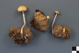 Attēlu rezultāti vaicājumam “Protostropharia alcis”