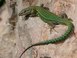 Attēlu rezultāti vaicājumam “Leporida”