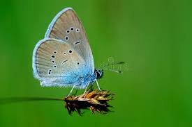 Attēlu rezultāti vaicājumam “Cupido minimus underside”