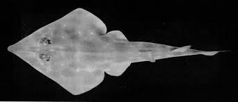 Image result for Acroteriobatus blochii