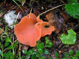 Attēlu rezultāti vaicājumam “Tremiscus helvelloides”