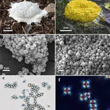 Attēlu rezultāti vaicājumam “Fuligo septica cf. septica”