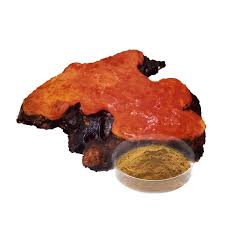 Attēlu rezultāti vaicājumam “Antrodia”